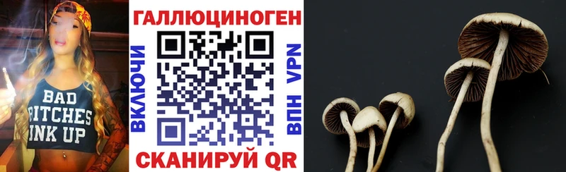 Купить закладки  Новохопёрск  Псилоцибиновые грибы Psilocybine cubensis 